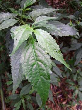 Image of Strobilanthes flexicaulis Hayata