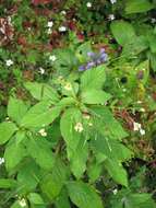 Image of small balsam