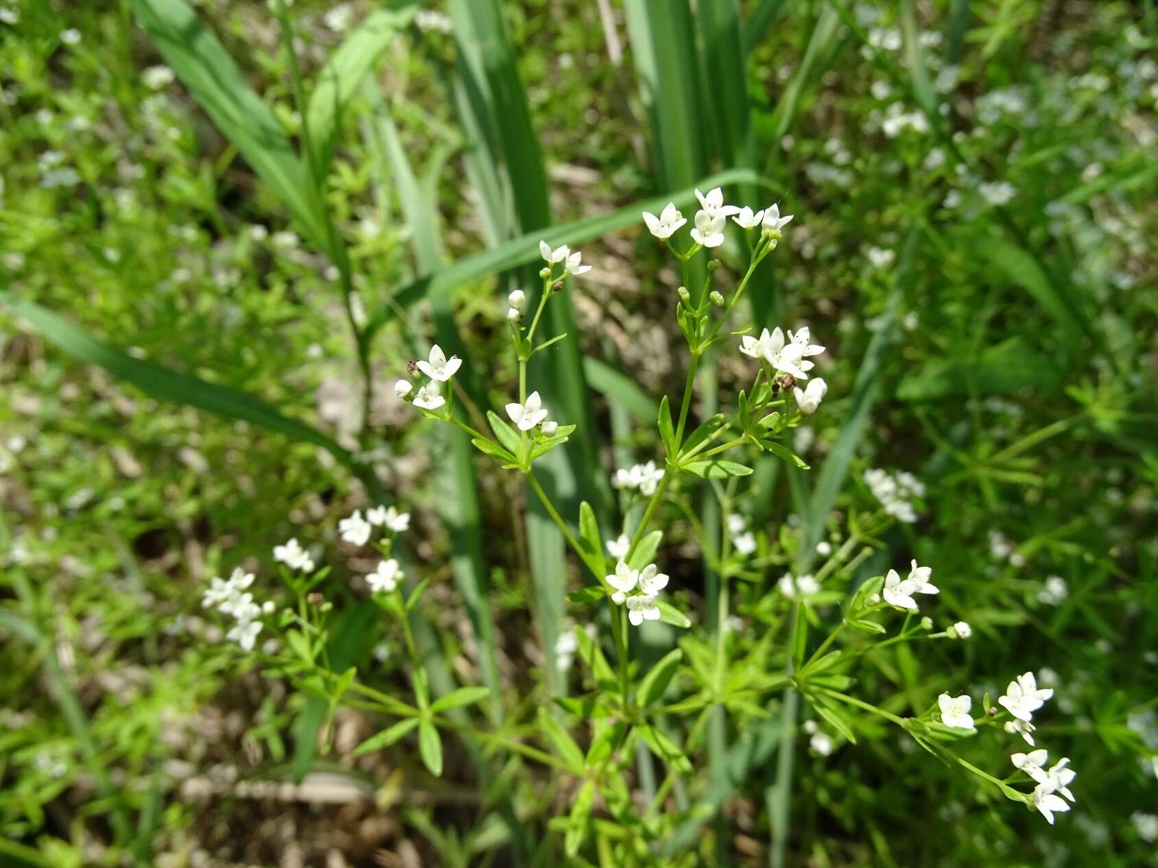 Plancia ëd Galium obtusum Bigelow