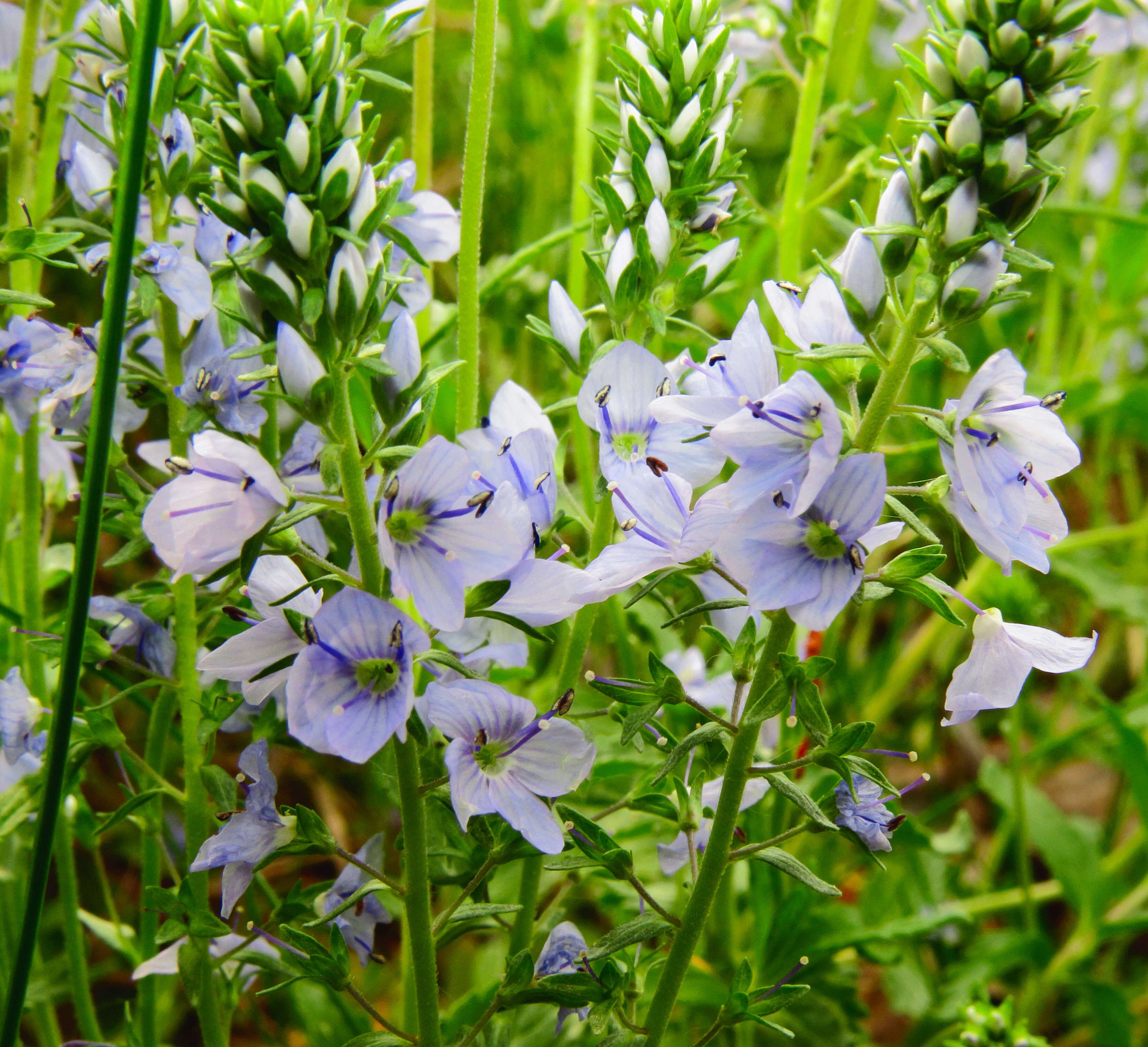 Image of Sprawling Speedwell