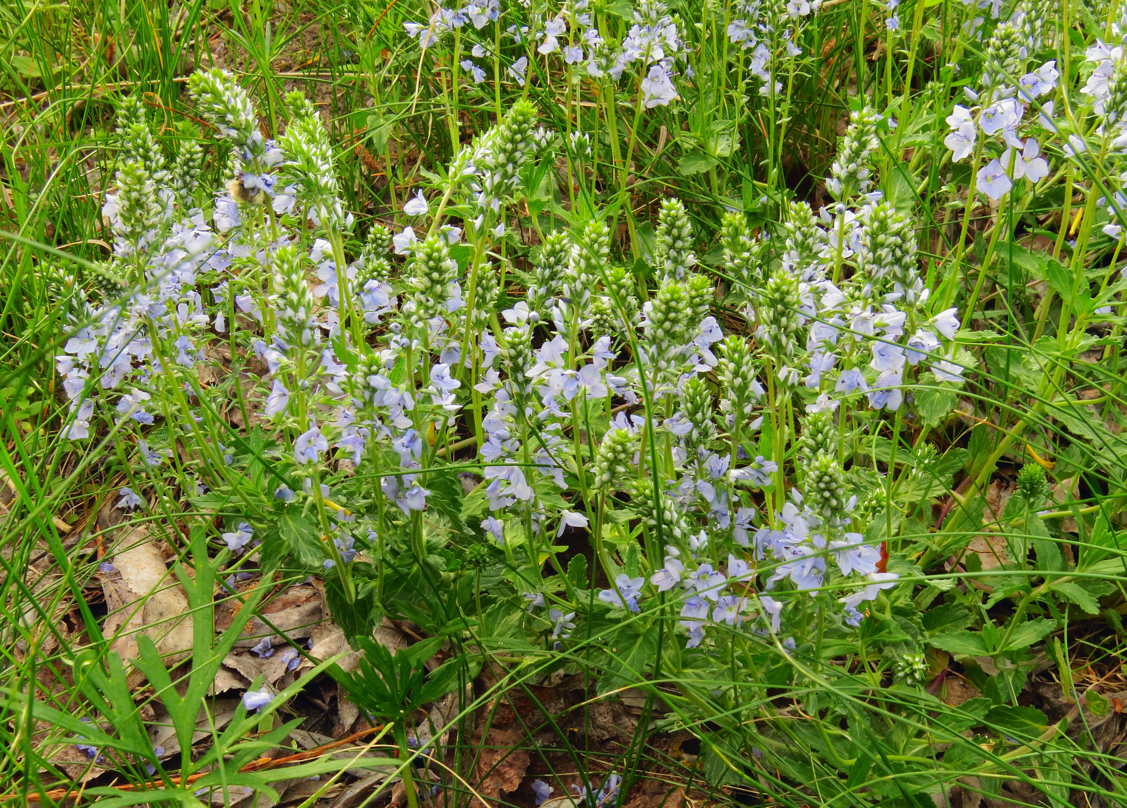 Image of Sprawling Speedwell