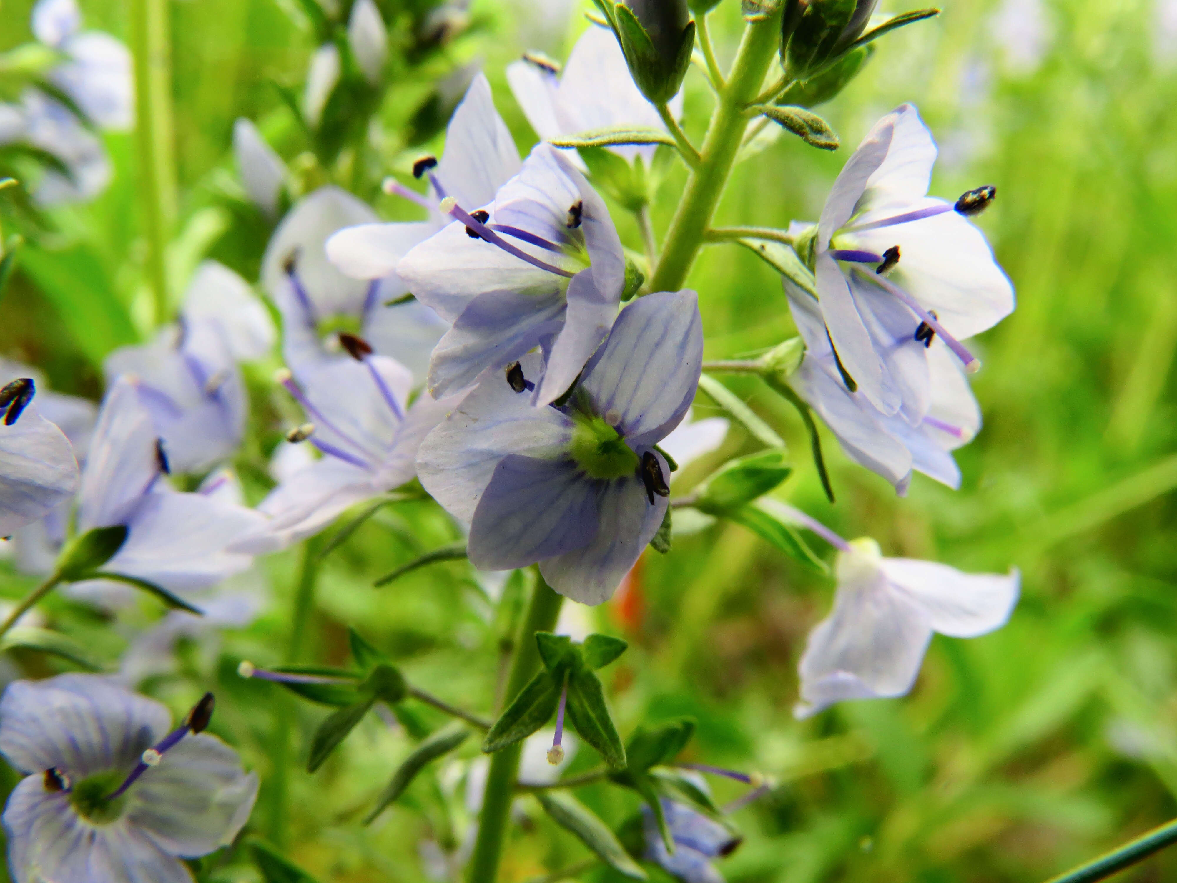 Image of Sprawling Speedwell