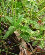 Image of Sprawling Speedwell