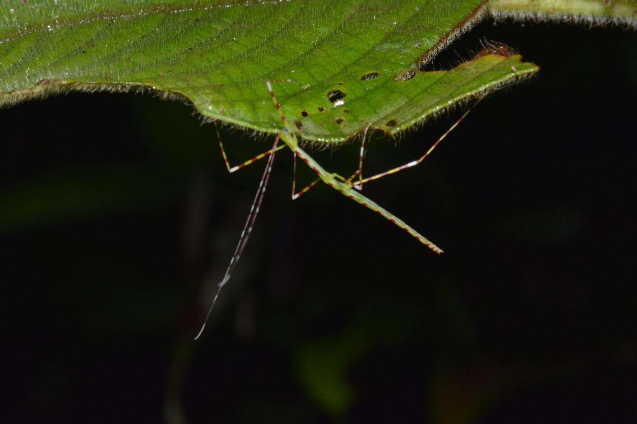 Image of Orthonecroscia keatsooni Seow-Choen 2016