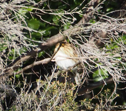 Image of Lesser Redpoll