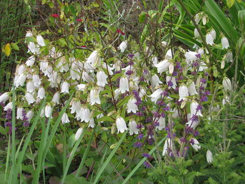 Image of Campanula punctata var. punctata