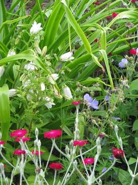 Image of Campanula punctata var. punctata