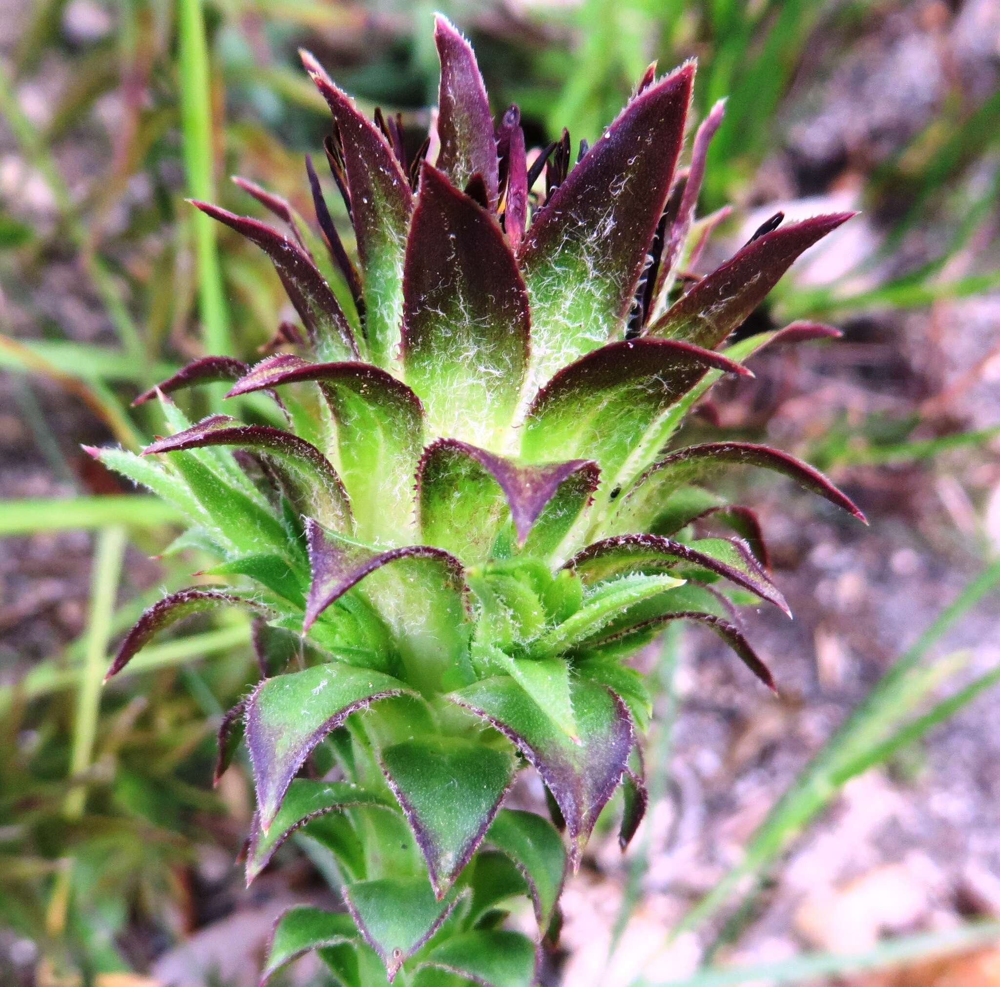 Imagem de Oedera imbricata Lam.