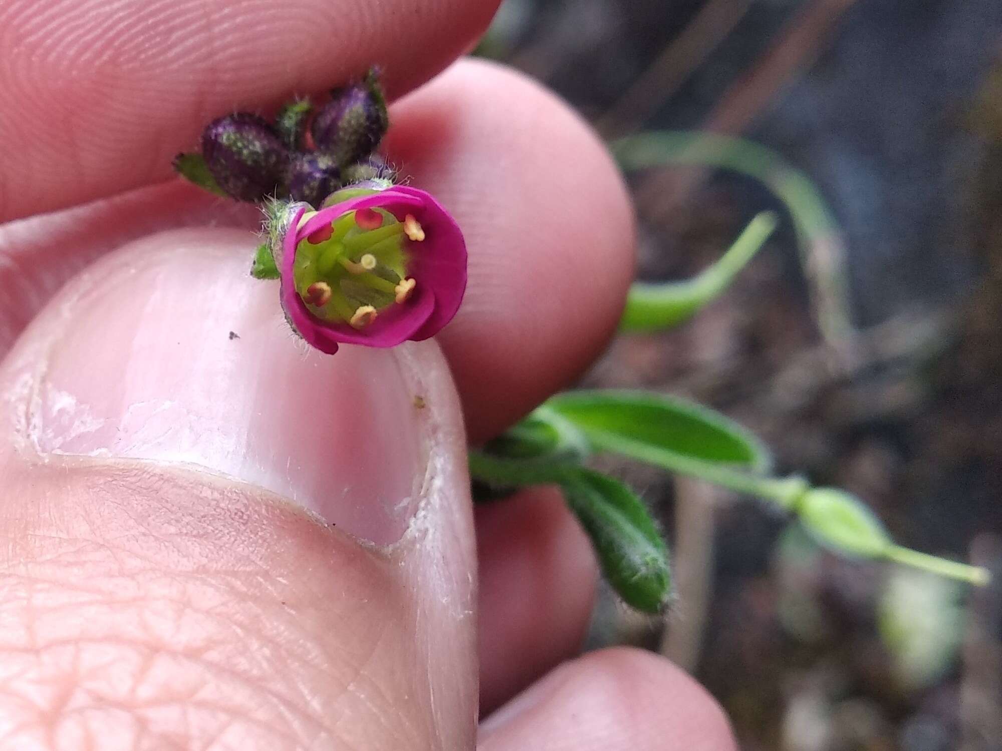 Image of Draba steyermarkii Al-Shehbaz