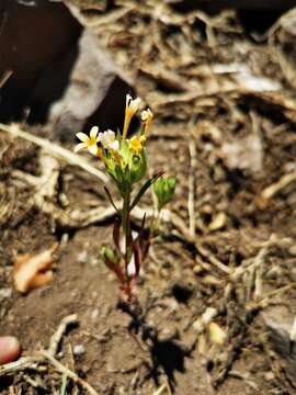 صورة Collomia biflora (Ruiz & Pav.) A. Brand