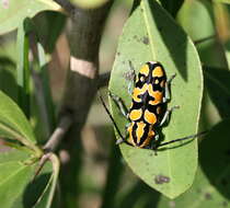 Image of Tragocephala variegata Bertoloni 1845