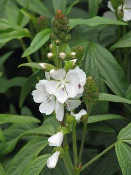 Image of white checkerbloom