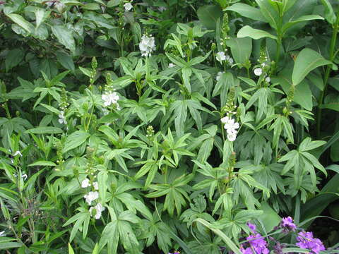 Image of white checkerbloom