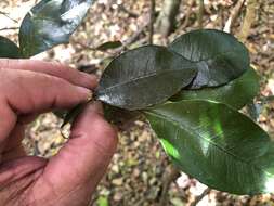 Image de Planchonella myrsinifolia (F. Muell.) Swenson, Bartish & Munzinger