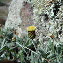 Image of Phagnalon saxatile subsp. saxatile