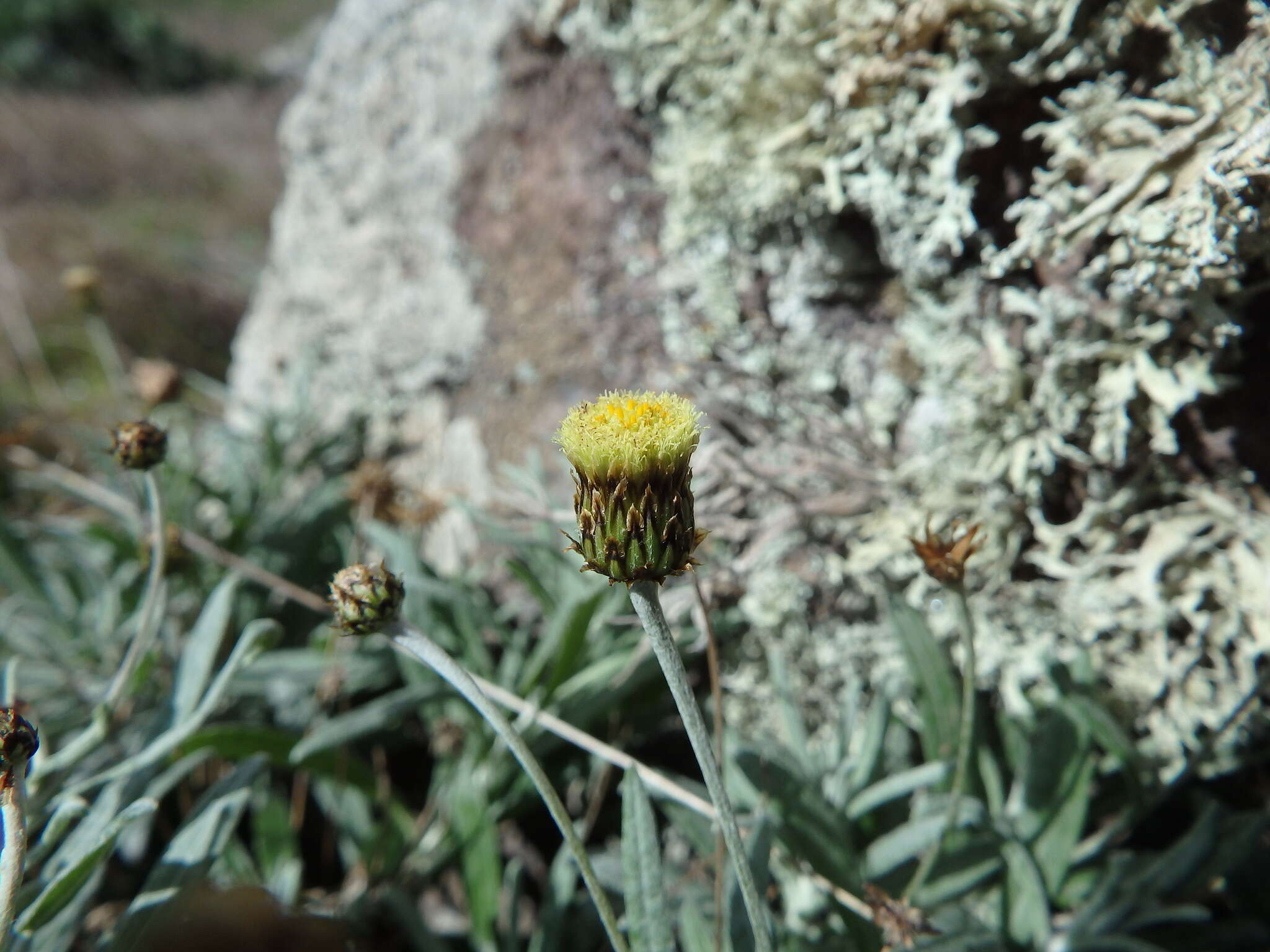 Image of Phagnalon saxatile subsp. saxatile