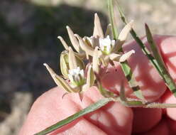 Sivun Asclepias navicularis (E. Mey.) Schltr. kuva