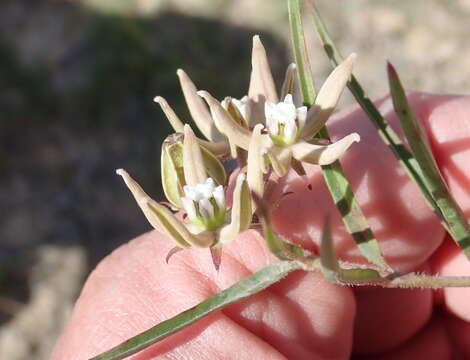 Sivun Asclepias navicularis (E. Mey.) Schltr. kuva