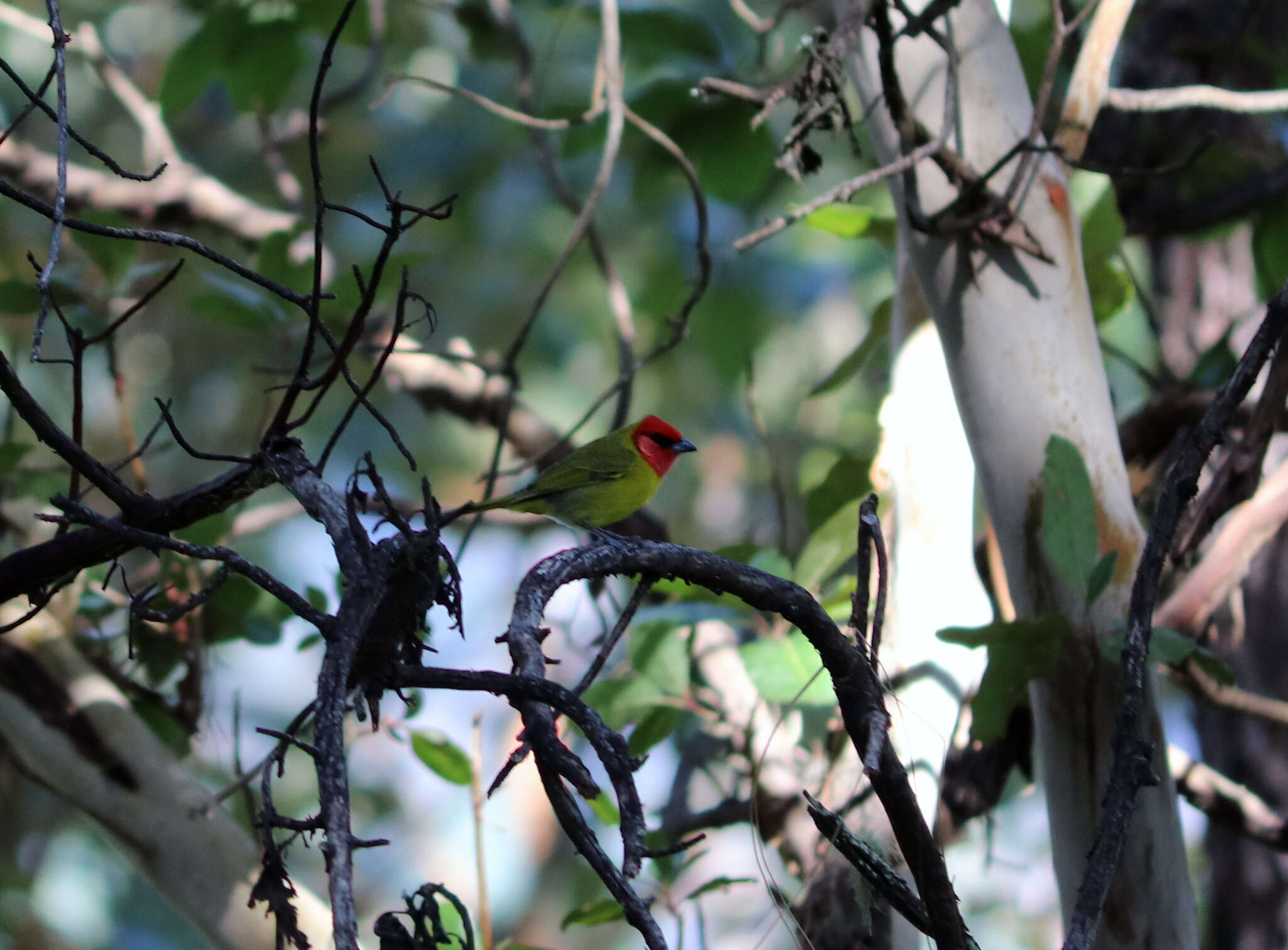 Image of Red-headed Tanager