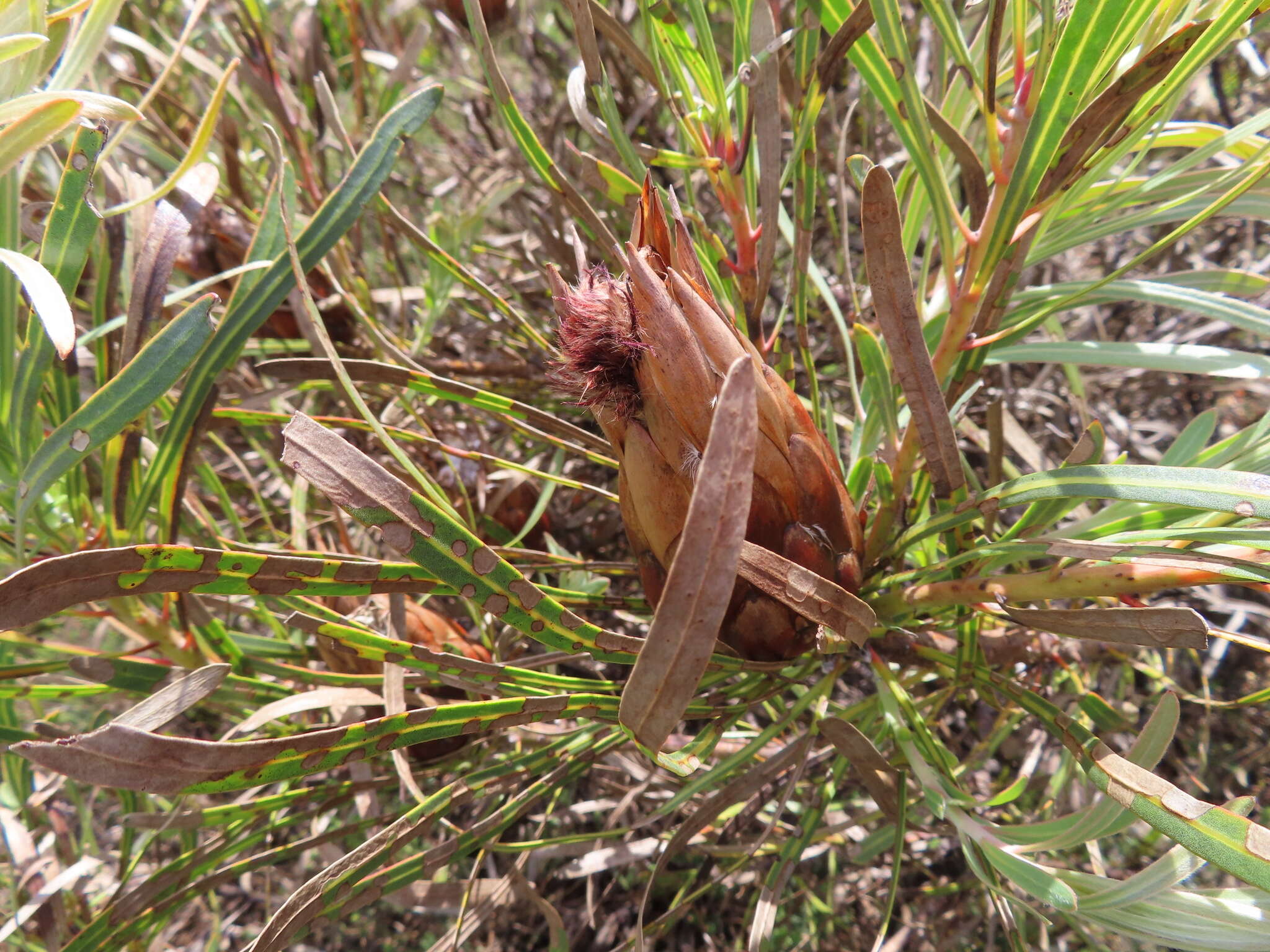 Imagem de Protea longifolia Andr.