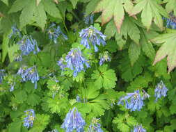 Image of blue corydalis