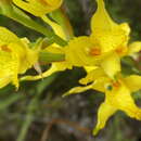 Chloraea barbata Lindl. resmi