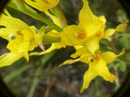 Image of Chloraea barbata Lindl.