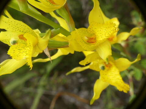 Chloraea barbata Lindl. resmi