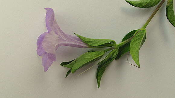 Imagem de Ruellia geminiflora Kunth