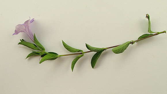 Imagem de Ruellia geminiflora Kunth