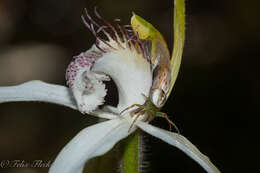 Image of Caladenia splendens Hopper & A. P. Br.