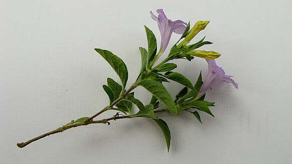 Imagem de Ruellia geminiflora Kunth