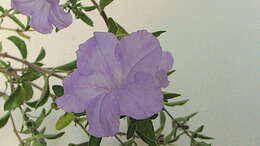 Imagem de Ruellia geminiflora Kunth