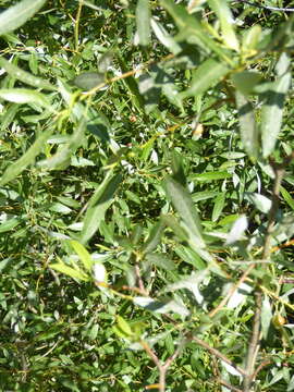 Image of Lemmon's willow