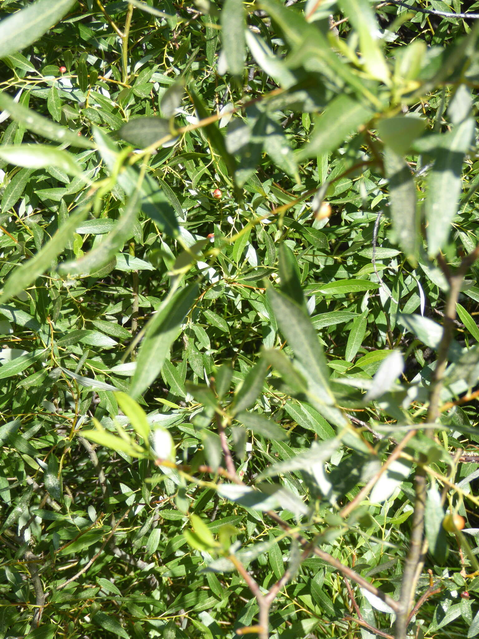 Salix lemmonii Bebb的圖片