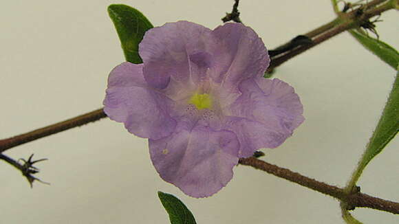 Image of Ruellia geminiflora Kunth