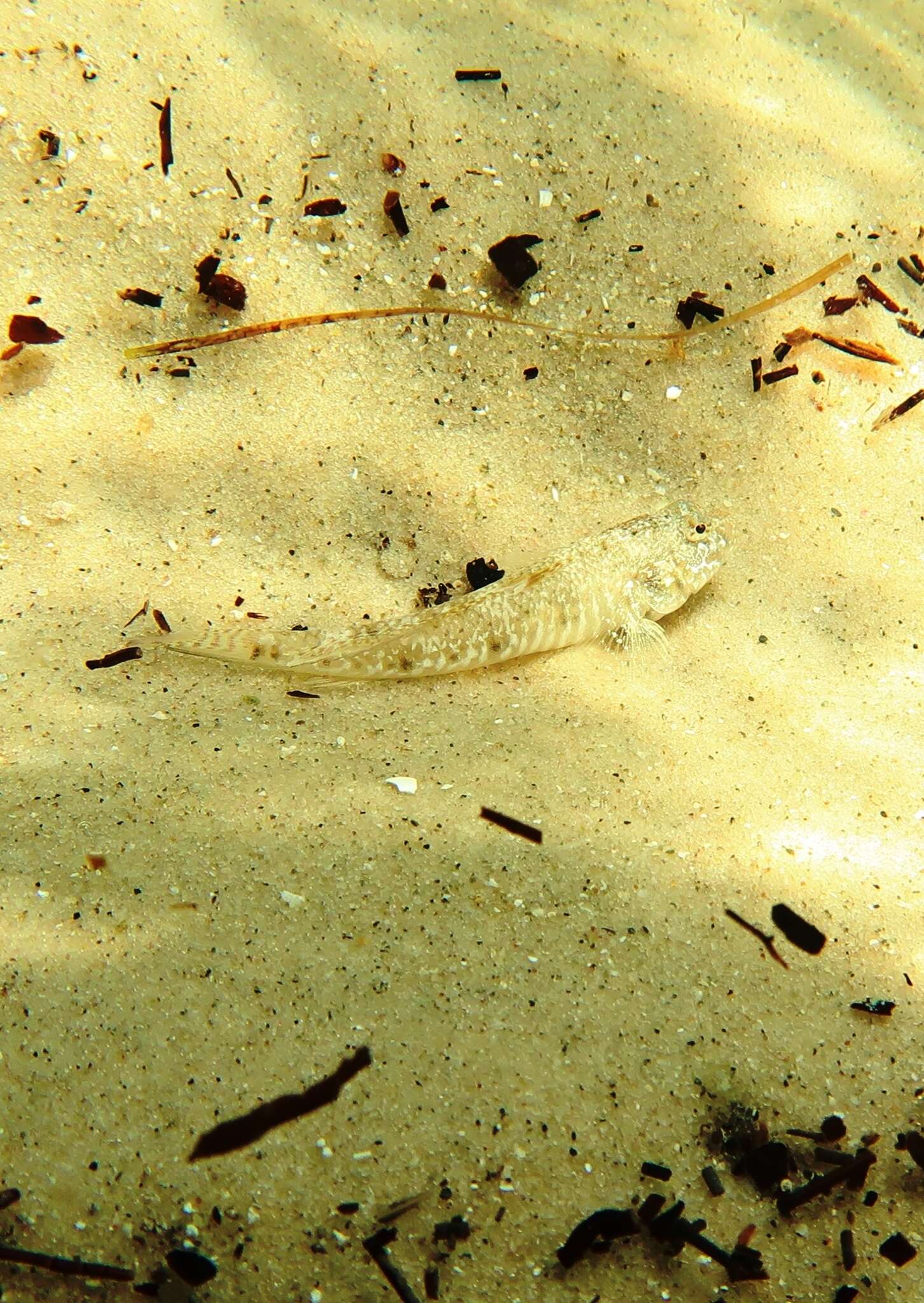 Image of Long finned goby