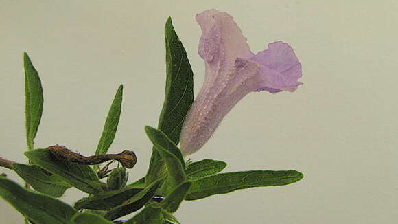 Imagem de Ruellia geminiflora Kunth