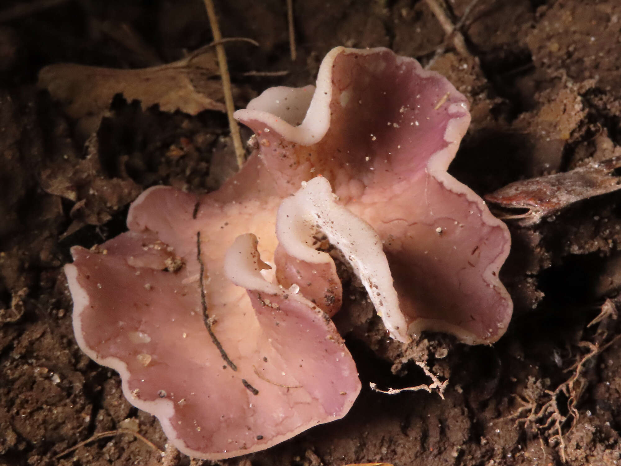 Image of Malvipezia emileia (Cooke) Van Vooren