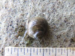 Image of eroded periwinkle