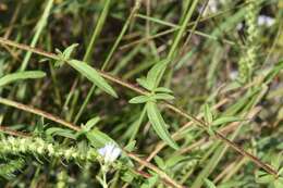 Image of ivyleaf thoroughwort