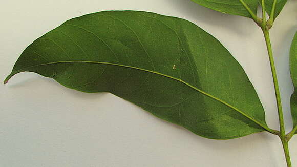 Image of wingleaf soapberry