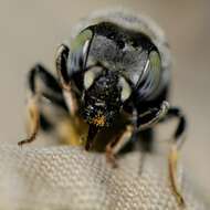 Imagem de Anthidium porterae Cockerell 1900