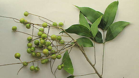 Image of wingleaf soapberry