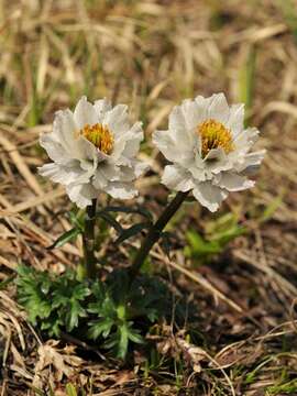 Image of Trollius lilacinus Bunge