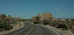 Image of Joshua tree