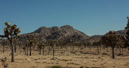 Слика од Yucca brevifolia Engelm.