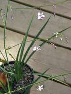 Image of Arthropodium milleflorum (Redouté) J. F. Macbr.