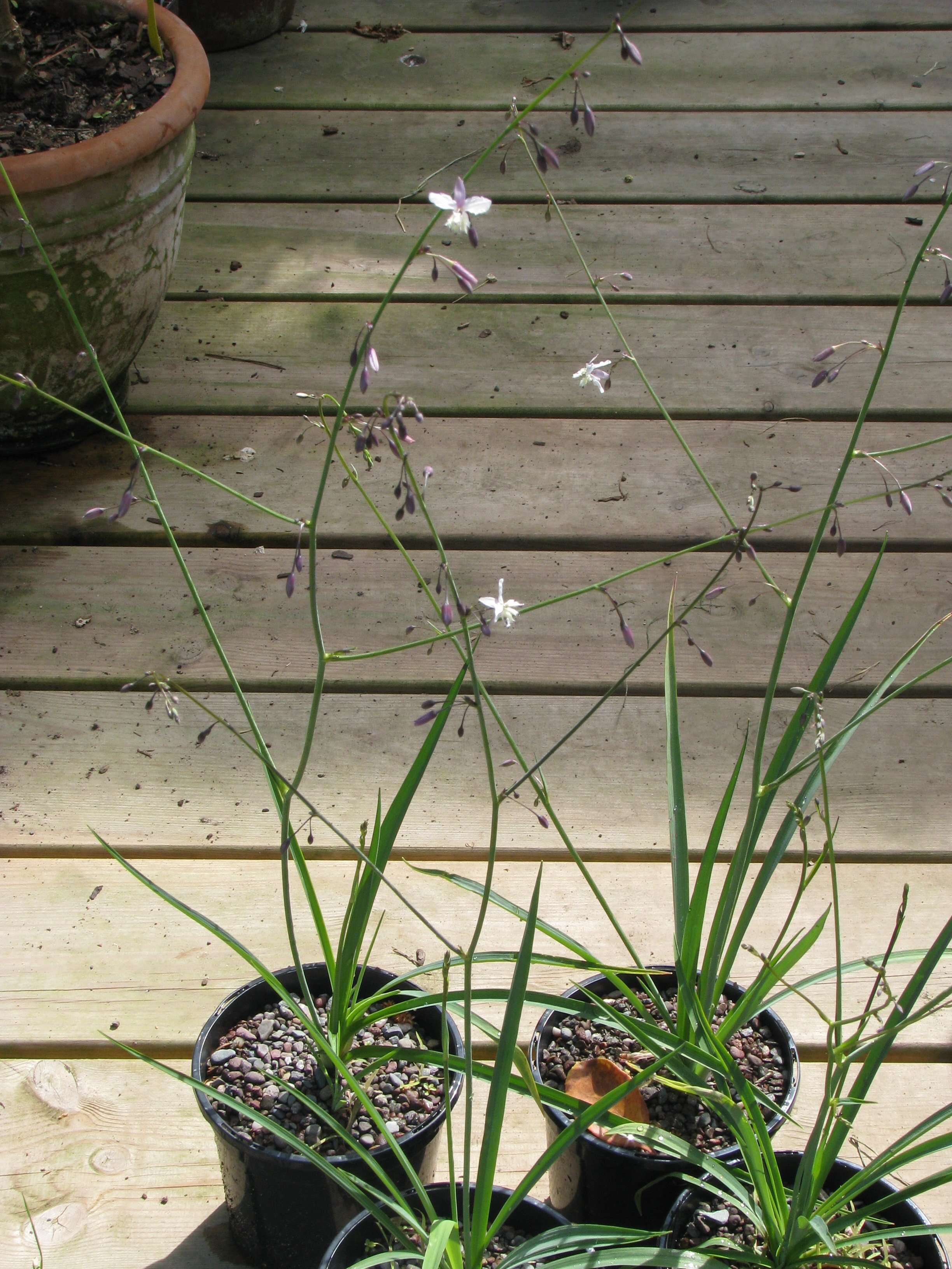 Image of Arthropodium milleflorum (Redouté) J. F. Macbr.