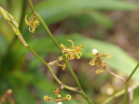 Image of Cyrtochilum divaricatum (Lindl.) Dalström